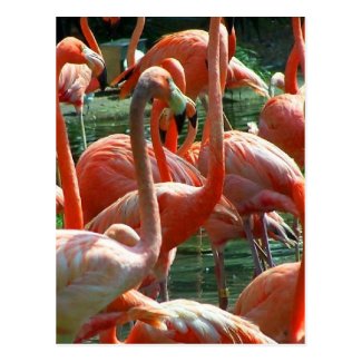 Pink Flamingo group, lots of flamingoes picture! Postcards