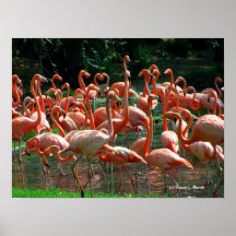 Pink Flamingo group, lots of flamingoes picture! Print