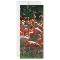 Pink Flamingo group, lots of flamingoes picture! Customized Rack Card