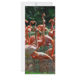 Pink Flamingo group, lots of flamingoes picture! Customized Rack Card