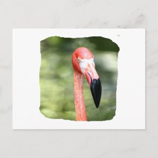Pink flamingo head photograph green background postcard