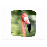 Pink flamingo head photograph green background post card
