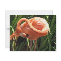 Pink Flamingo Invitation