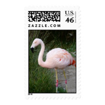 Pink Flamingo Postage stamps