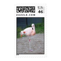 Pink Flamingo Postage stamps