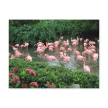 Pink Flamingo Postcard by dlgray Pink Flamingo Postcard