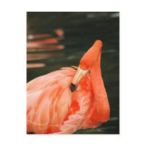 Pink Flamingo postcards by OrphieG Pink Flamingo postcards