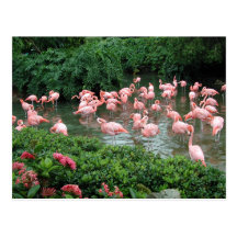 Pink Flamingo Postcard