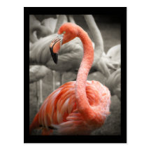 Pink Flamingo postcard