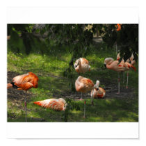 Pink Flamingo posters