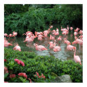 Pink Flamingo Poster posters by dlgray Pink Flamingo Poster posters