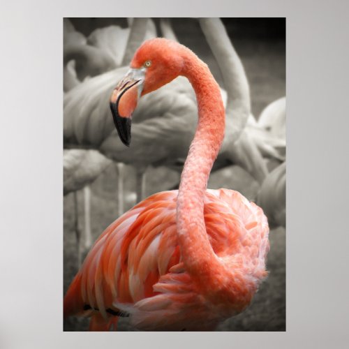 Pink Flamingo - poster print