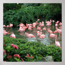 Pink Flamingo Poster