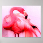 Pink Flamingo Poster