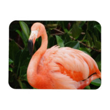 Pink Flamingo Premium Magnet