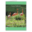 Pink Flamingos Birthday Greetings Greeting Card