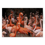 Pink Flamingos Card