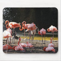 Pink Flamingos mousepads