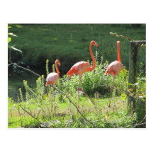 Pink Flamingos Post Cards