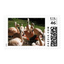 Pink Flamingos postage