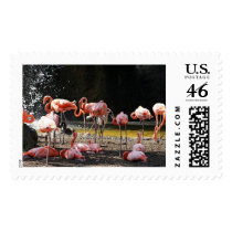 Pink Flamingos postage by REDINARD Pink Flamingos postage