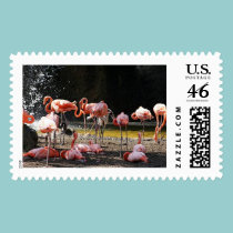 Pink Flamingos postage