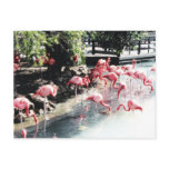 Pink Flamingos Postcard