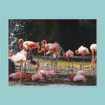 Pink Flamingos postcards
