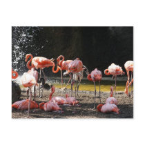 Pink Flamingos postcards by REDINARD Pink Flamingos postcards