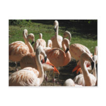 Pink Flamingos postcards by all_creatures Pink Flamingos postcards