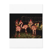 Pink Flamingo's Postcards