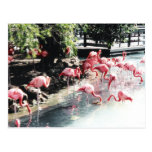 Pink Flamingos Postcard
