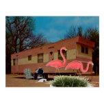 Pink Flamingos Postcard