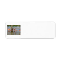 Pink Flamingos Return Address Labels