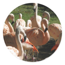 Pink Flamingos stickers by all_creatures Pink Flamingos stickers