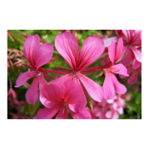 Pink Flora posters