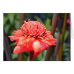 Pink Floral Bud Card