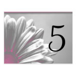 Pink Floral Highlights Table Number Postcards