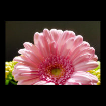Pink Floral Photography Print - Pink Macro Flower posters