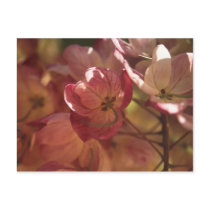 pink floral postcards by eunicorn pink floral postcards