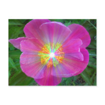 PINK FLORAL SUPERNOVA postcards by Mikale2008 PINK FLORAL SUPERNOVA postcards