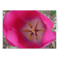 Pink Flower at the Gardens card