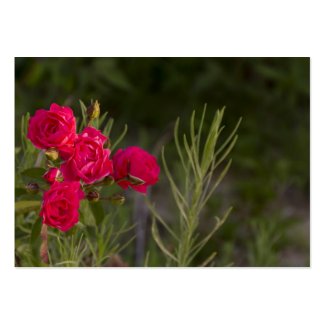 Pink Flower Business Card Templates