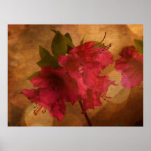 Pink Flower Canvas Print