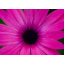 pink flower card