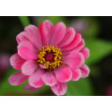pink flower card