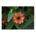 pink flower cards by llyster pink flower cards
