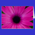 pink flower cards