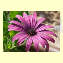 Pink flower cards