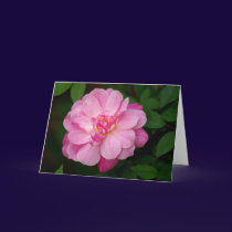 Pink Flower